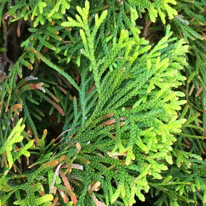 Thuja occidentalis Smaragd | Evergreen Coniferous White Cedar Hedging Plants