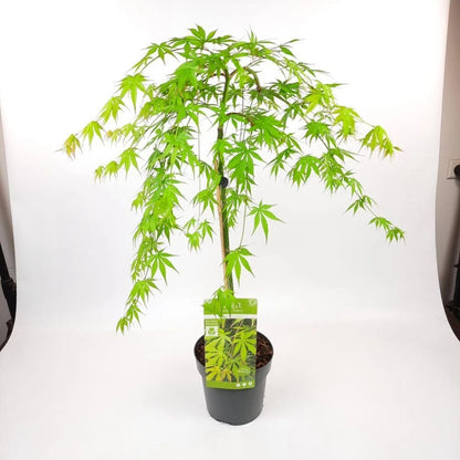 Japanese Maple 'Cascade Emerald' - Weeping Tree with Fiery Autumn Colours