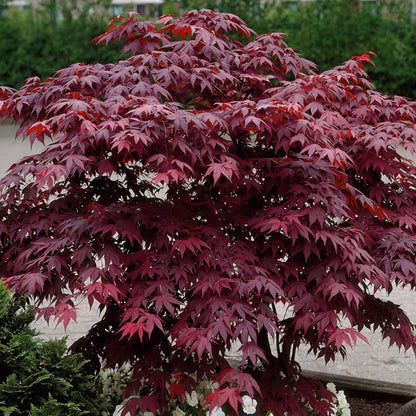 Acer palmatum 'Bloodgood' | Japanese Maple Deciduous Garden Plant Tree In Pot