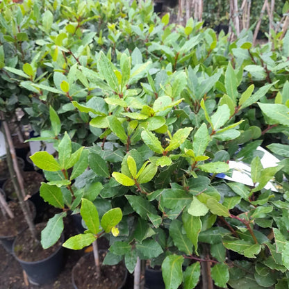 Laurus Nobilis 100cm Lollipop Bay Tree AMAZING VALUE 12cm pot