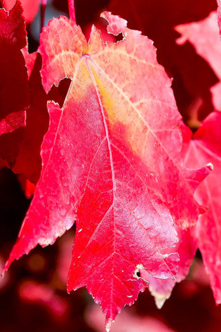 Acer Rubrum 'Sun Valley' / Maple In 2L Pot Stunning Autumn Colours