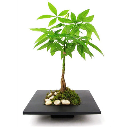 Pachira Aquatica Money Tree Evergreen Indoor House Plant for Home Office in Pot