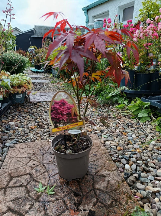 Acer Palmatum Japanese Maple Bonsai Tree | Acer Tree | Artropureum In 2 L Pot