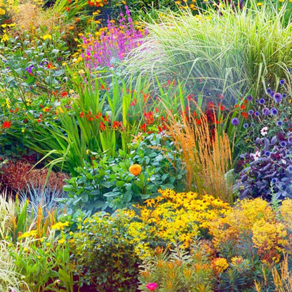 10 x Mixed Established Garden Shrubs in 9cm Pots