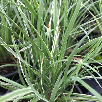 Lomandra Arctic Frost Basket Grass Herbaceous Perennial Outdoor Garden Shrub