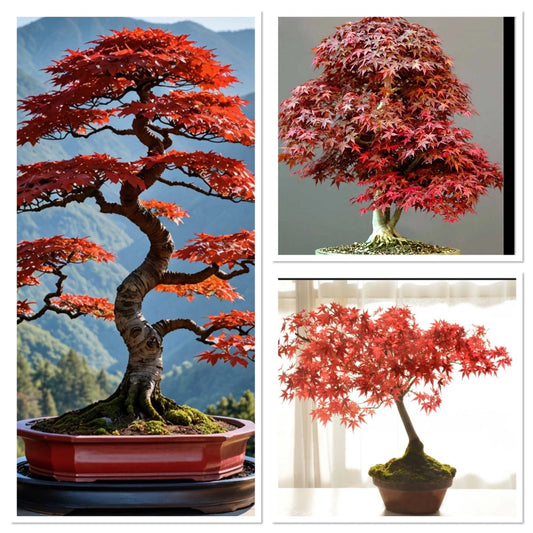 Red Purple Japanese Maple 2 years old bonsai starter. Incredible autumn colour!