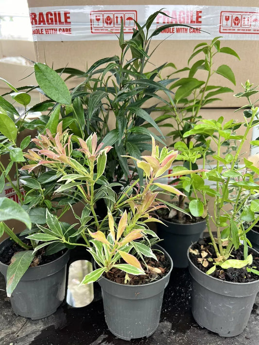 5X MIXED EVERGREEN GARDEN SHRUBS || VERY HEALTHY 9cm POTTED PLANTS , VERY CHEAP