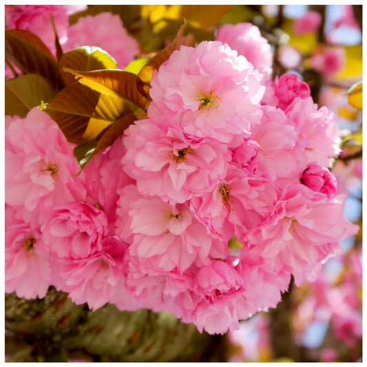 Japanese Flowering Cherry/Prunus 'Kanzan' 3-5ft Potted, Double Deep Pink Flowers