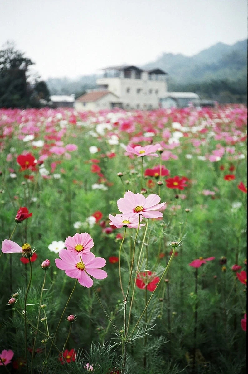 Cosmos Bipinnatus 'Sensation Mixed' Half-Hardy Annual, Superb Colour Wildflower 25g seeds