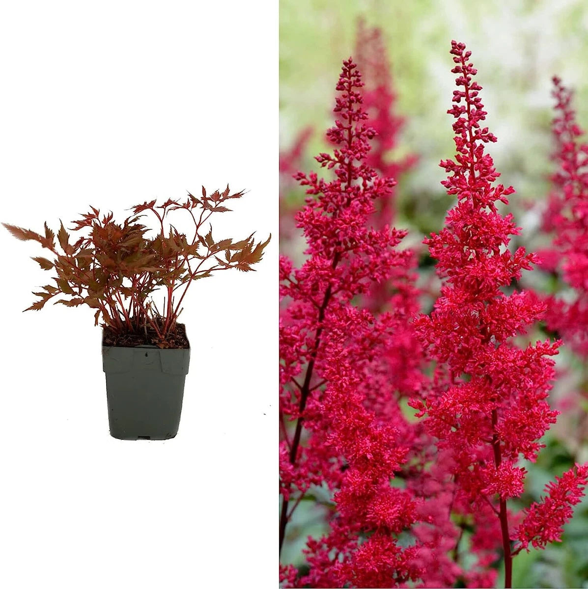 Astilbe Plants in 1L Pot