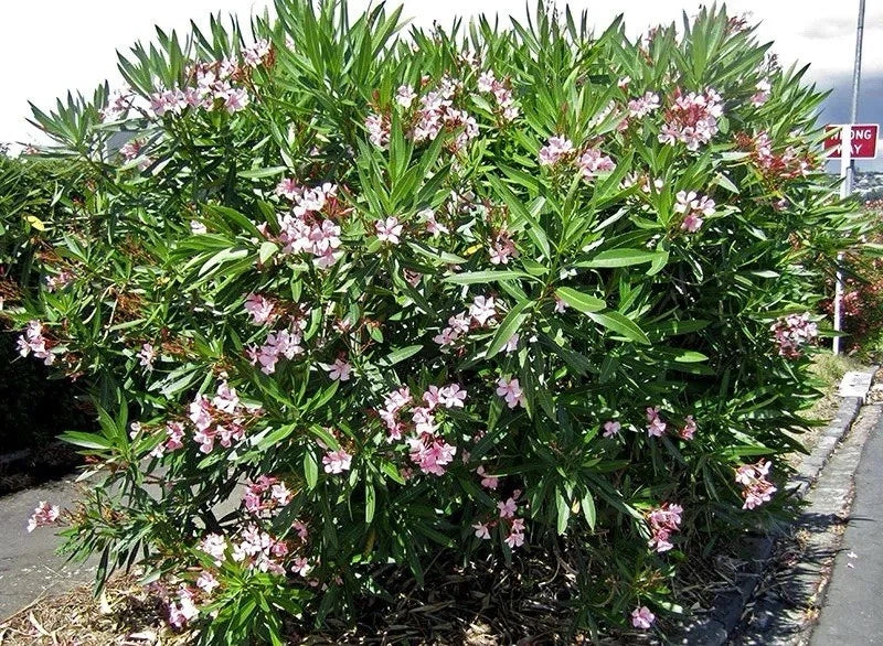 Oleander Plant 3L Pot Mediterranean Flowering Garden Shrub Mix Of Colours