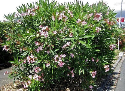 Oleander Plant 3L Pot Mediterranean Flowering Garden Shrub Mix Of Colours