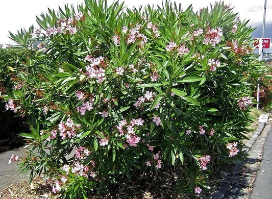 Oleander Plant 3L Pot Mediterranean Flowering Garden Shrub Mix Of Colours