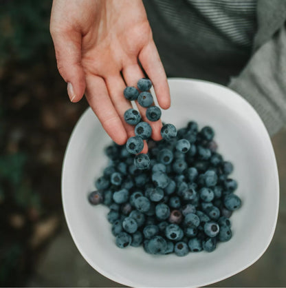 3 x Blueberry Plant Mix inc Vars Like Bluecrop