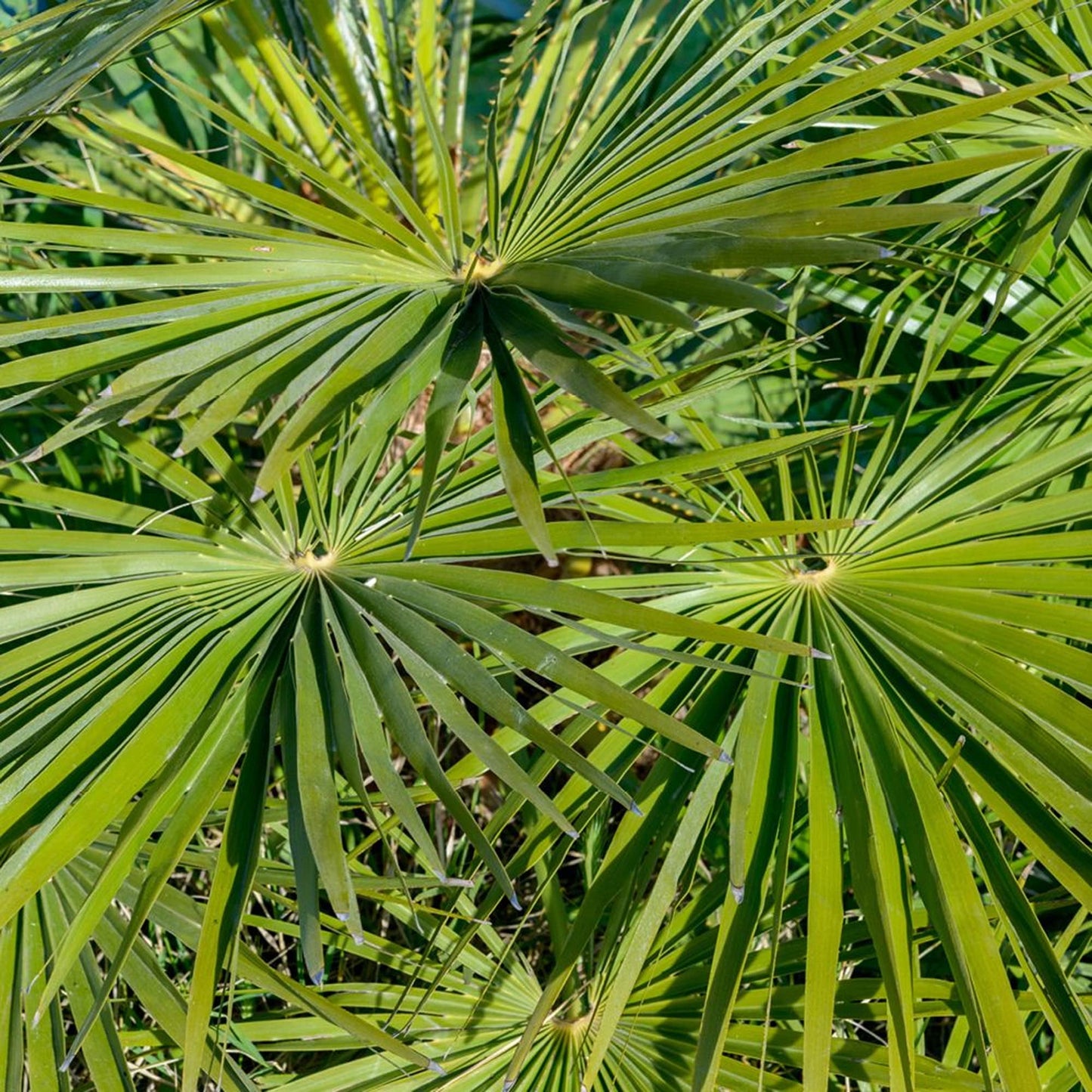 Trachycarpus Fortunei Chusan Fan Palm Exotic Hardy Outdoor Garden Tree Plant