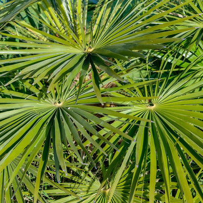 Trachycarpus Fortunei Chusan Fan Palm Exotic Hardy Outdoor Garden Tree Plant