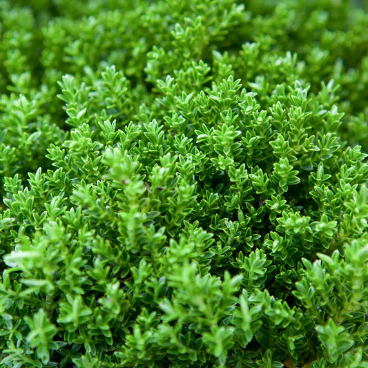 Hebe 'Emerald Green' Evergreen Dwarf Plant Garden Shrub | 9cm Pot