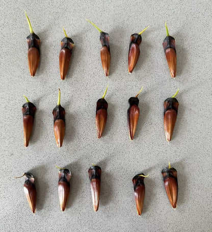 10 Monkey Puzzle Tree (Araucaria Arancana) Seeds. Fertile full viable seeds