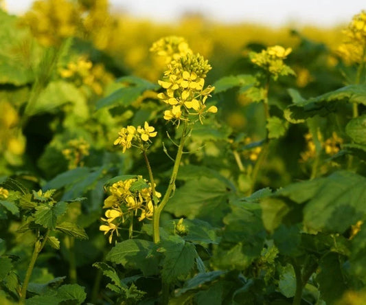 White Mustard Green manure seeds Sinapis alba 50G