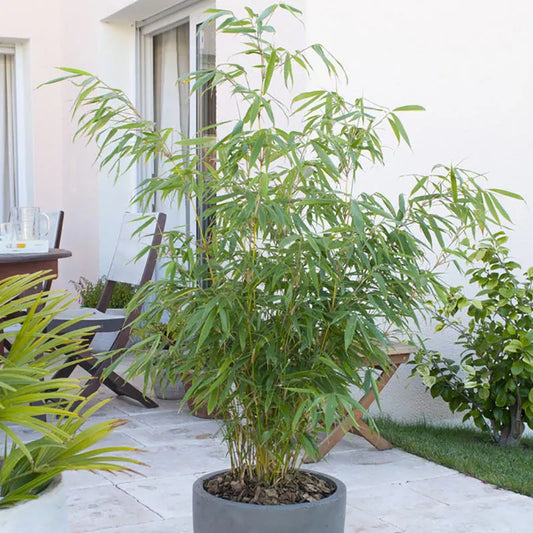 Pair of Fargesia rufa 'Fountain' Bamboo Plants in 2L Pots 50cm Tall