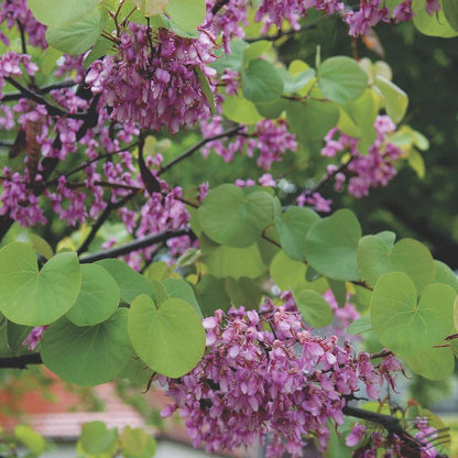 Cercis siliquastrum / Judas Tree, stunning, Peat Free, 5L 75-100cm