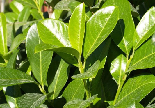 3 x Cherry Laurel Evergreen Hedging Plants Large 3-4ft Supplied in 3 Litre Pots