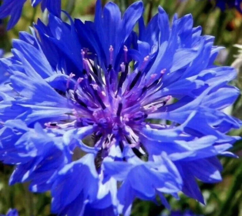 200 x Cornflower Blue Ball seeds.
