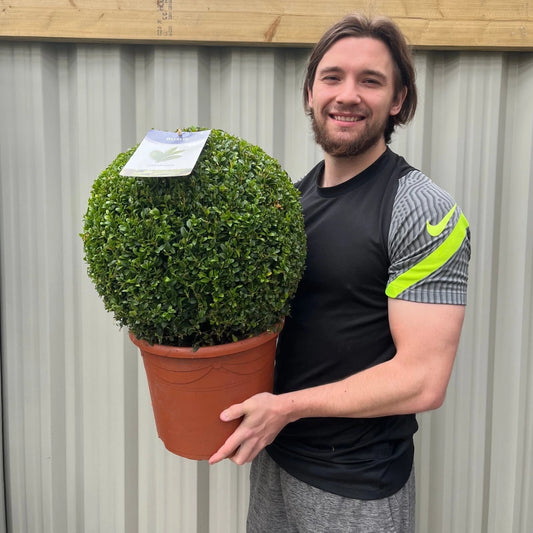 Large Buxus/Topiary Ball (Buxus sempervirens) 7.5L