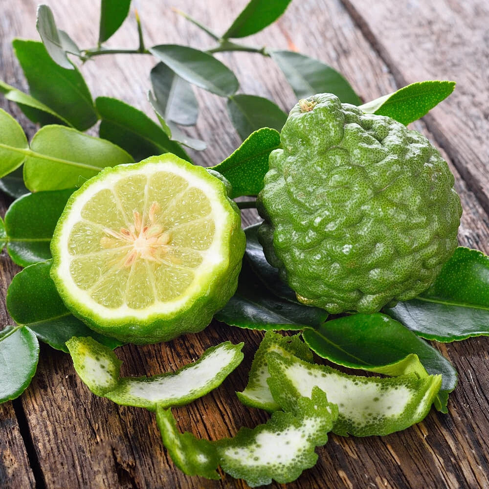 Citrus Tree, Kaffir Lime, Aromatic Thai Cooking Fruit, 70-90cm Tall, 4L Potted