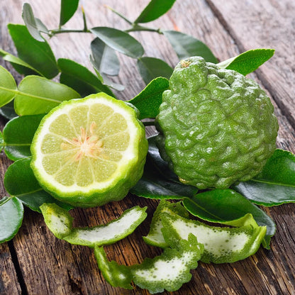 Citrus Tree, Kaffir Lime, Aromatic Thai Cooking Fruit, 70-90cm Tall, 4L Potted