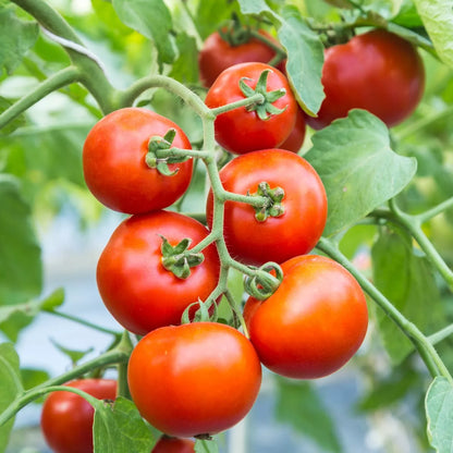 Tomato Plants Shirley F1 in 9cm Pots - Easy to Grow UK Grown Garden Ready Plants