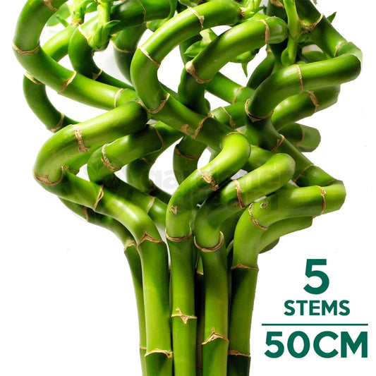 50cm Lucky Bamboo - 5 Spiral Stems - Indoor Plant Garden Windowsill Bowl