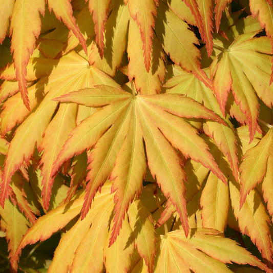 Acer palmatum Katsura - Japanese Maple | 100cm  Outdoor Garden Ready Tree in Pot