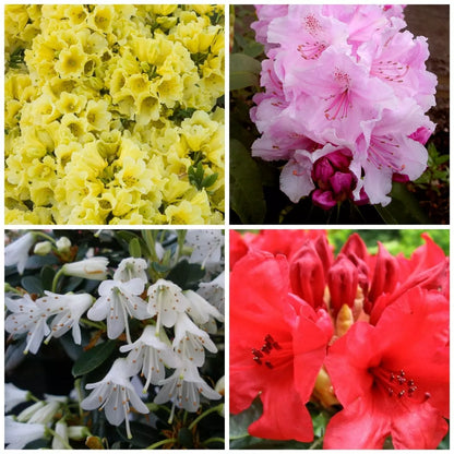 4 X MIXED DWARF RHODODENDRON SHRUBS FLOWERS