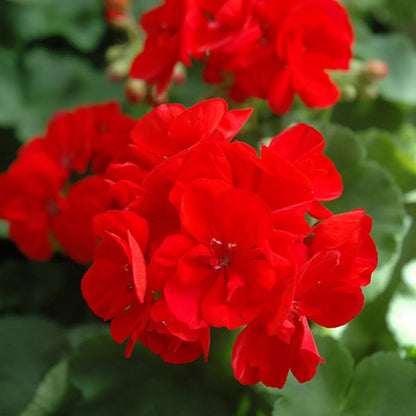 Plug Plants Geranium Bright Red - 20 Per Tray - Summer Flowering Plants