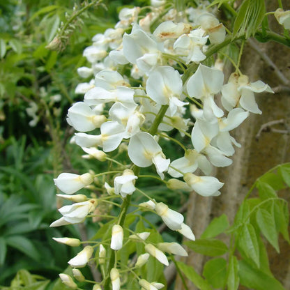 Wisteria Alba | White Flowering Deciduous Hardy Climbing Garden Shrub Plant