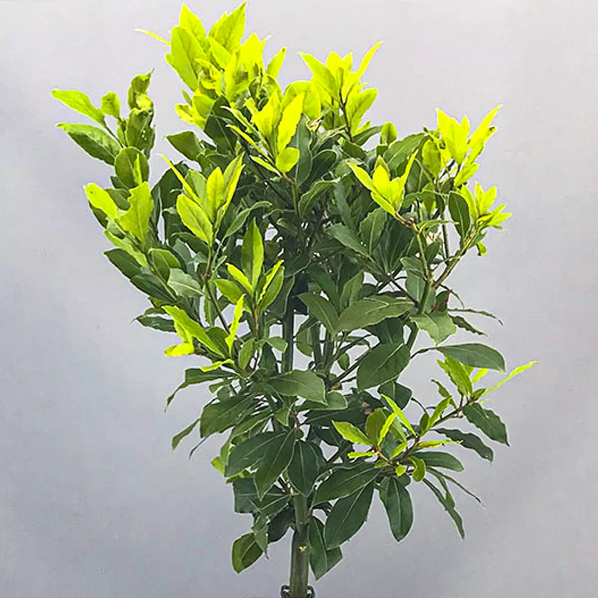 Standard Kitchen Bay Leaf Tree | Garden Patio Hardy Laurus Nobilis Herb | 2-3ft