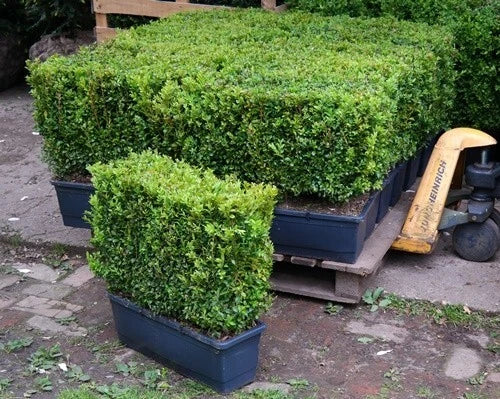 Buxus sempervirens (common box) instant hedging plants - 10 x 50cm long troughs