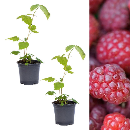 Raspberry Tulameen Plants 2 x 9cm Pots - High Yielding OutdoorRubus Fruit Bushes