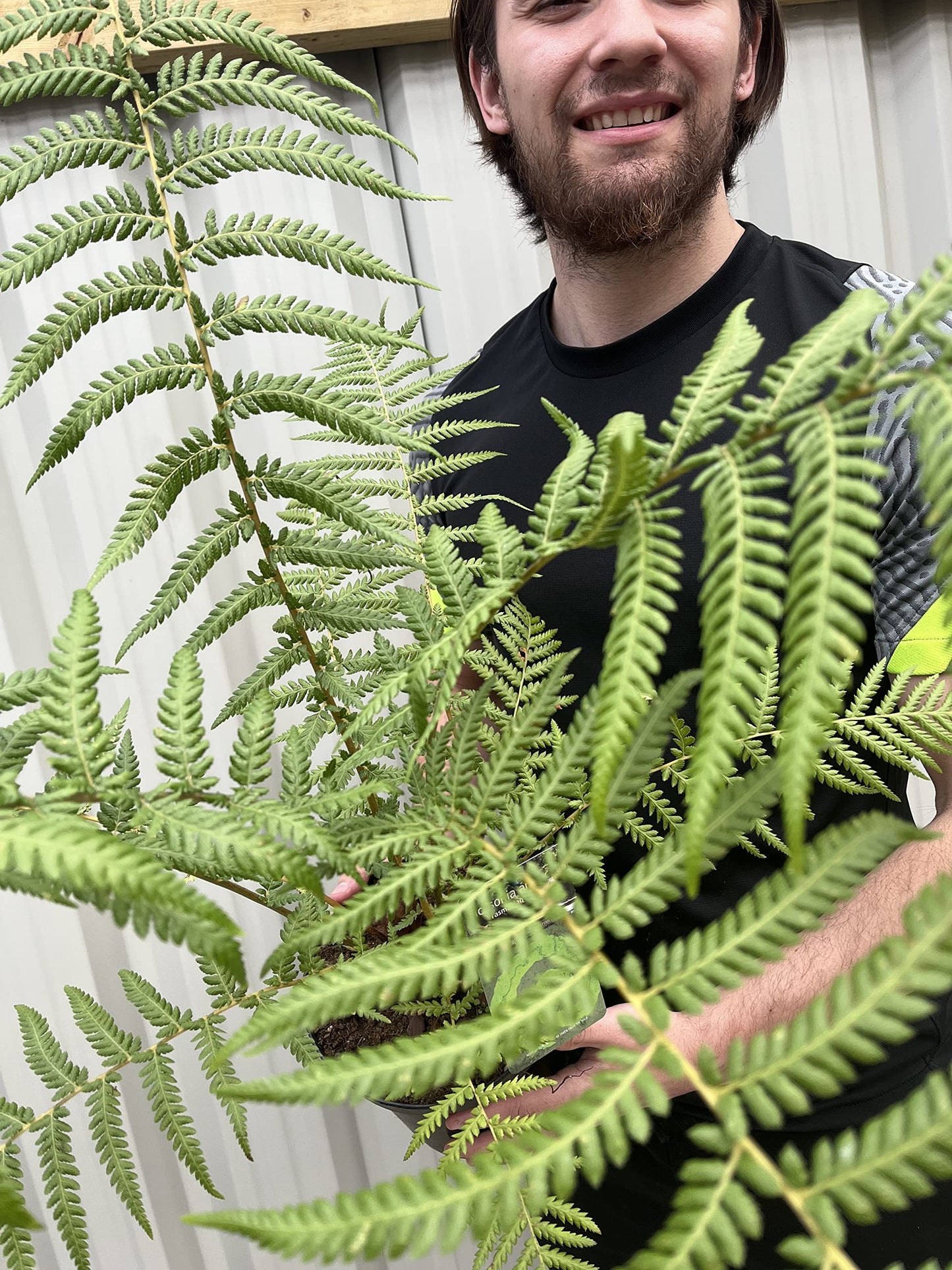 Dicksonia Antarctica | Tree Fern | 50-70cm Incl Pot Approx, Green