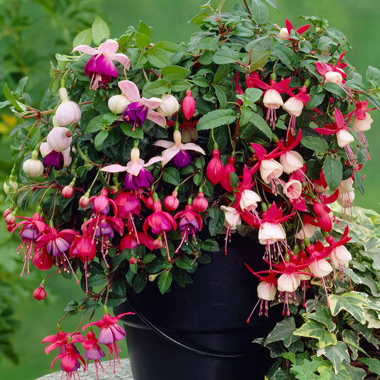 3 Fuchsia Garden Ready Plants Collection | Hardy Outdoor Shrubs in Plant Pots - 9cm Pots