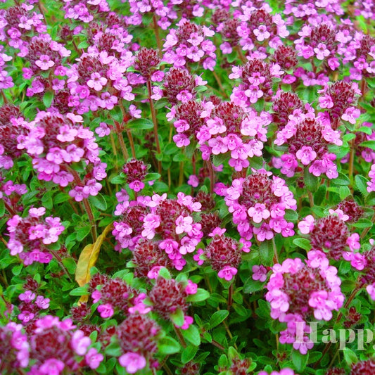 TRAILING THYME - PURPLE CREEPING - 2000 SEEDS - Thymus Serpyllum - FLOWER HERB