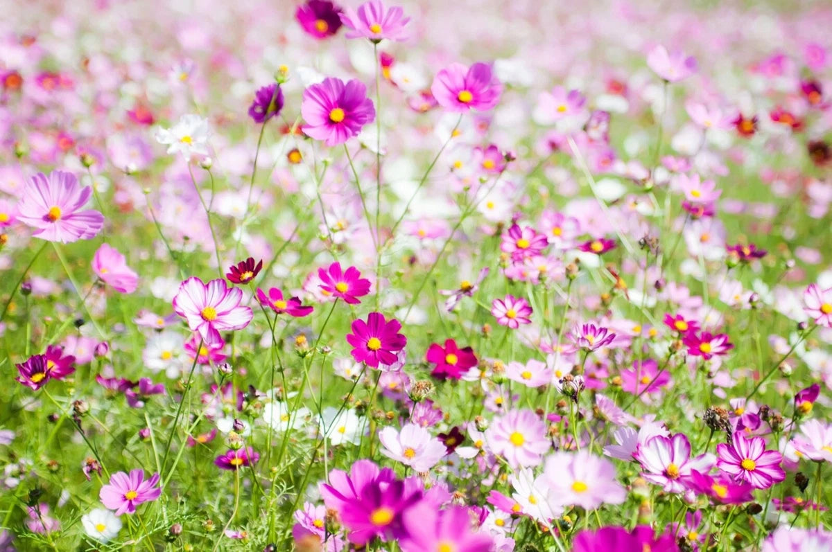 Cosmos Bipinnatus 'Sensation Mixed' Half-Hardy Annual, Superb Colour Wildflower 25g seeds