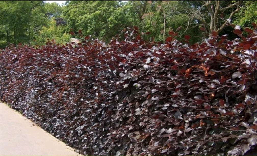 3-4ft Copper Beech Hedging Tall Bareroot Purple beech Hedging plants
