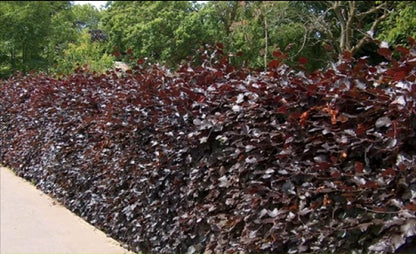 3-4ft Copper Beech Hedging Tall Bareroot Purple beech Hedging plants