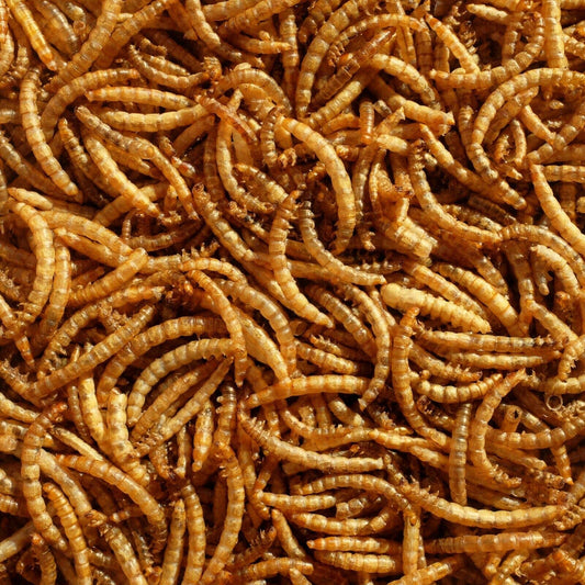 Juicy Dried Mealworms Excellent Wild Bird Food Fish Food & Garden Wildlife