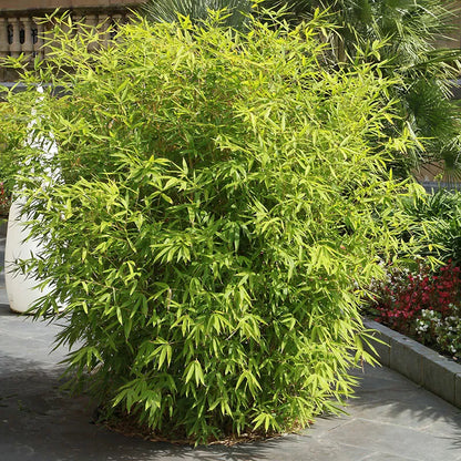 Pair of Fargesia rufa 'Fountain' Bamboo Plants in 2L Pots 50cm Tall