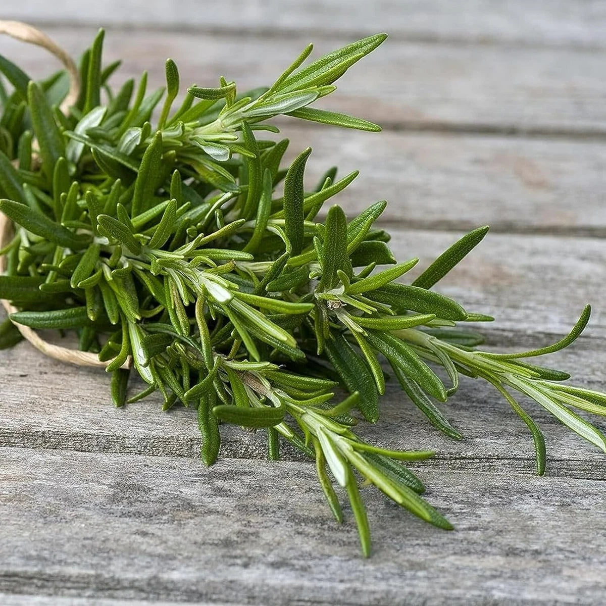 Rosemary Plant in 14cm Pot - Rosmarinus Evergreen Fragrant Perennial Herb Plants