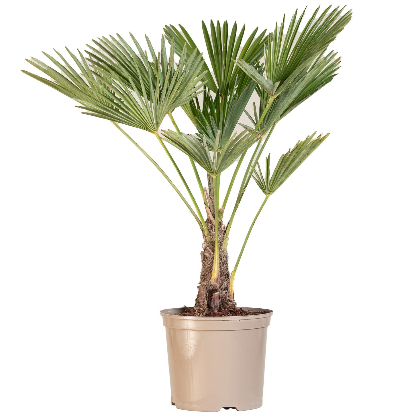 Trachycarpus Fortunei Chusan Fan Palm Exotic Hardy Outdoor Garden Tree Plant