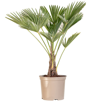 Trachycarpus Fortunei Chusan Fan Palm Exotic Hardy Outdoor Garden Tree Plant